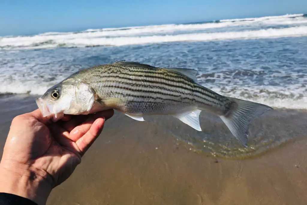 Best Time To Catch Striped Bass Surfcasting Republic