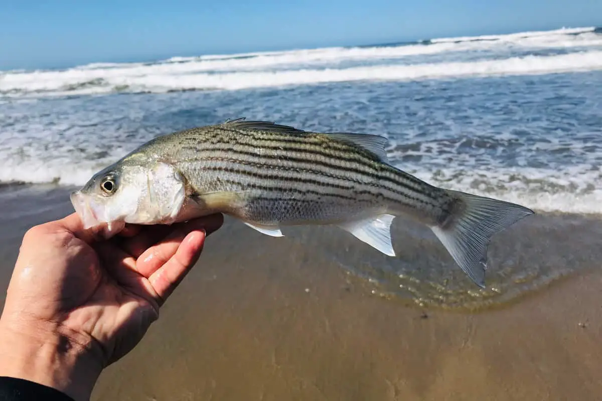 Best Time To Catch Striped Bass