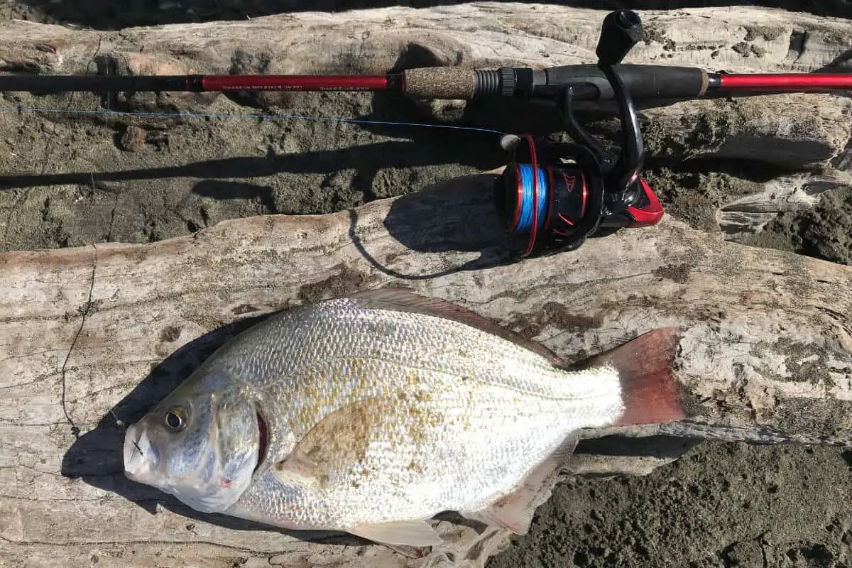 Best Light Tackle Combo For Surf Fishing