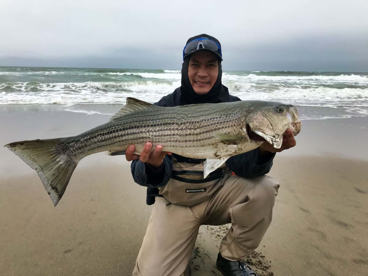 Big Striped Bass