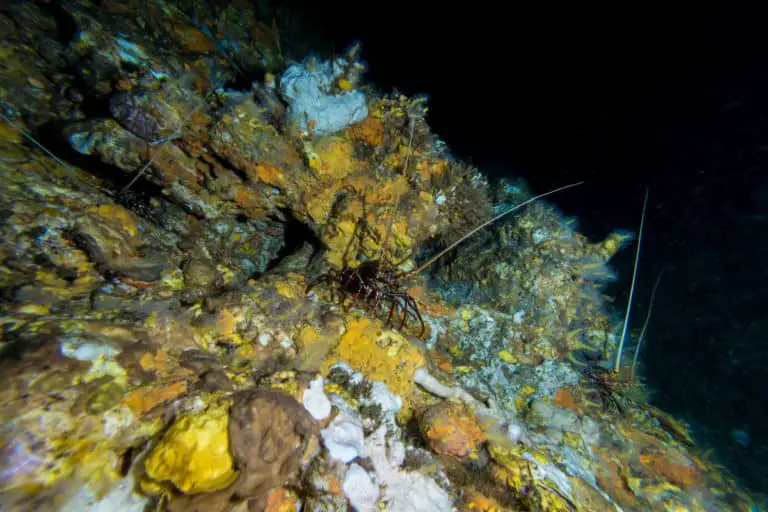 Can You Catch Lobster from the Shore? Surfcasting Republic