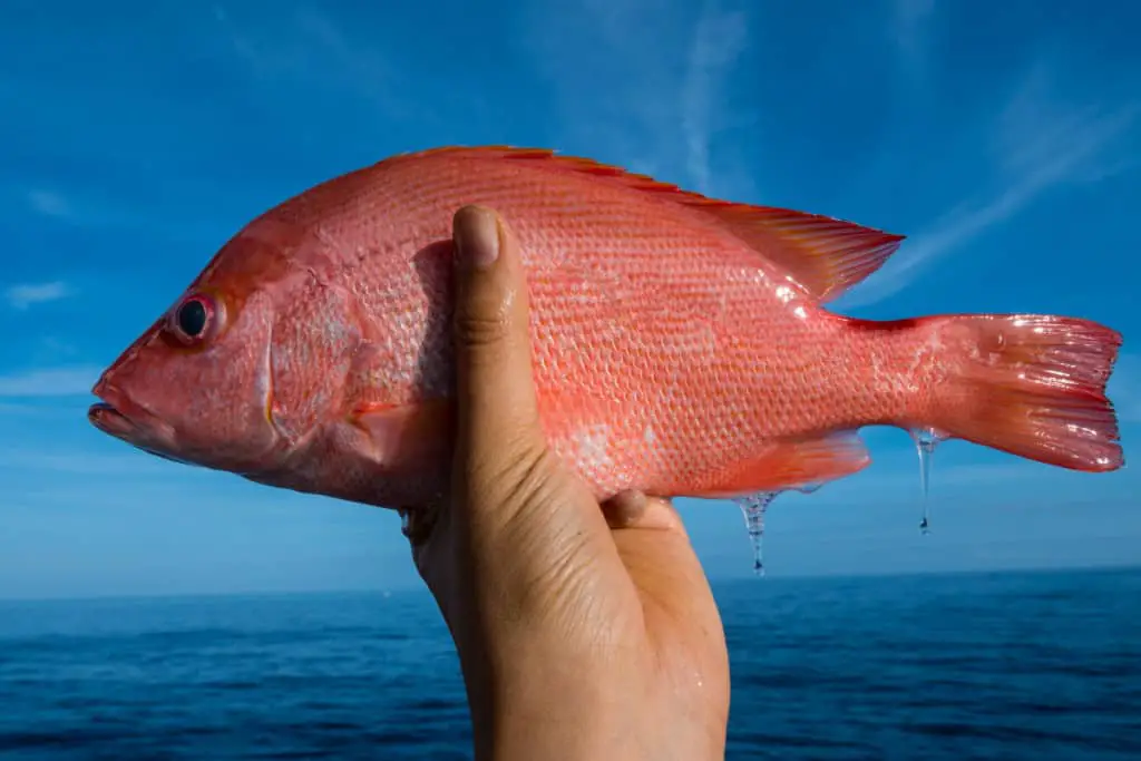 Can You Catch Red Snapper from the Shore? Surfcasting Republic