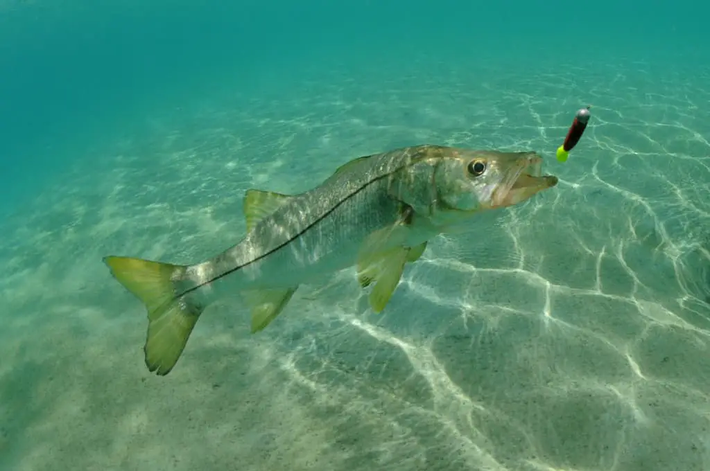 Different Types of Fish You Can Catch When Surf Fishing Surfcasting