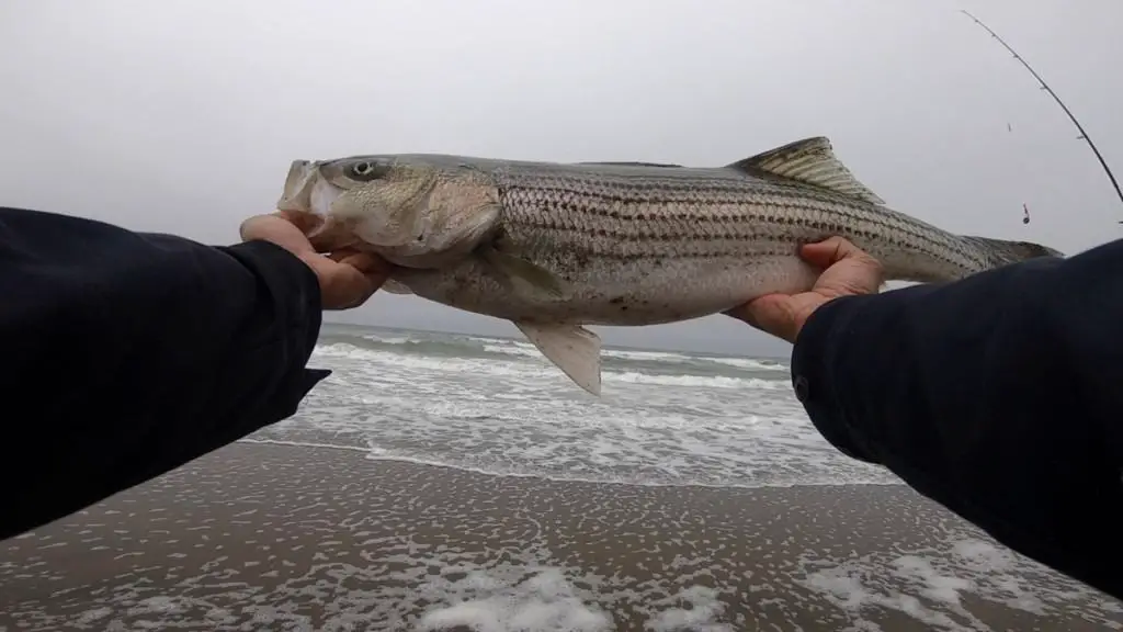 What Is The Best Time Of The Year To Catch Striped Bass? Surfcasting Republic