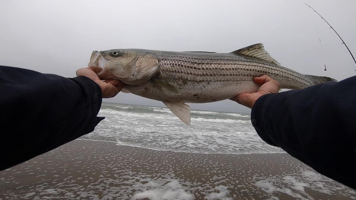 What Is The Best Time Of The Year To Catch Striped Bass Surfcasting