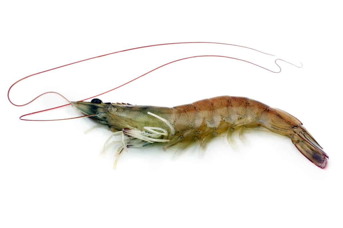 Are Bait Shrimp Safe to Eat?