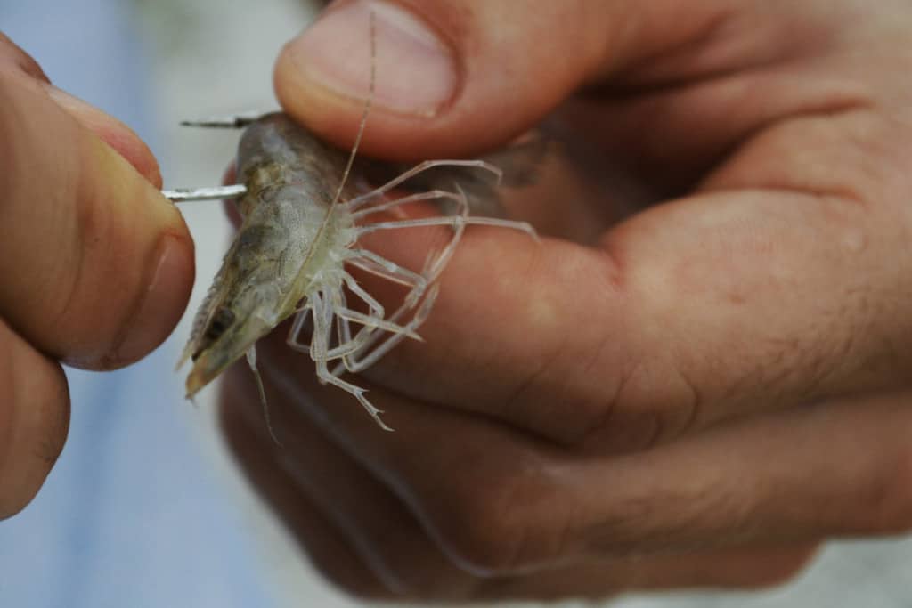 How to Hook Shrimp for Surf Fishing? A Beginner's Guide Surfcasting