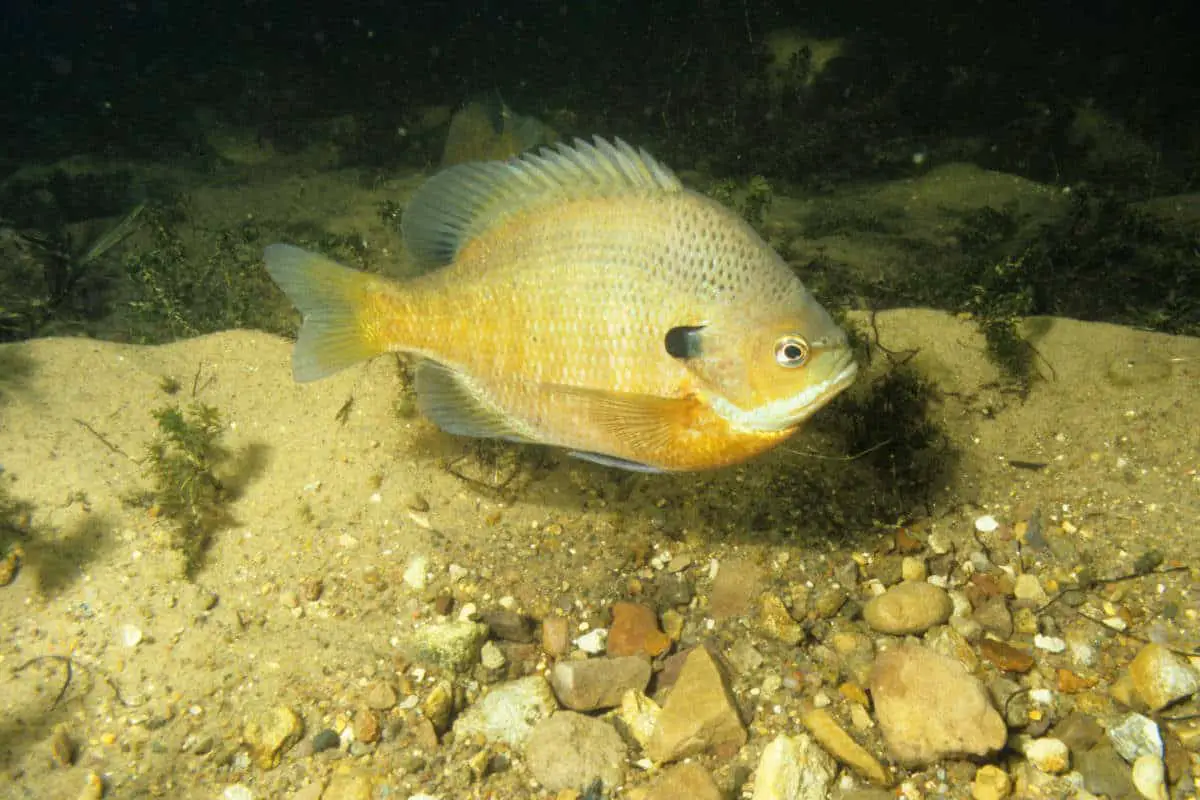 Will Striped Bass Eat Bluegill? Surfcasting Republic