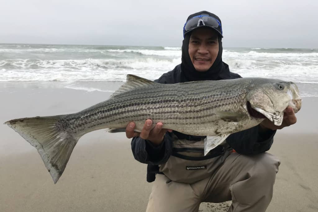 How To Surf Fish For Striped Bass? A Complete Beginners Guide