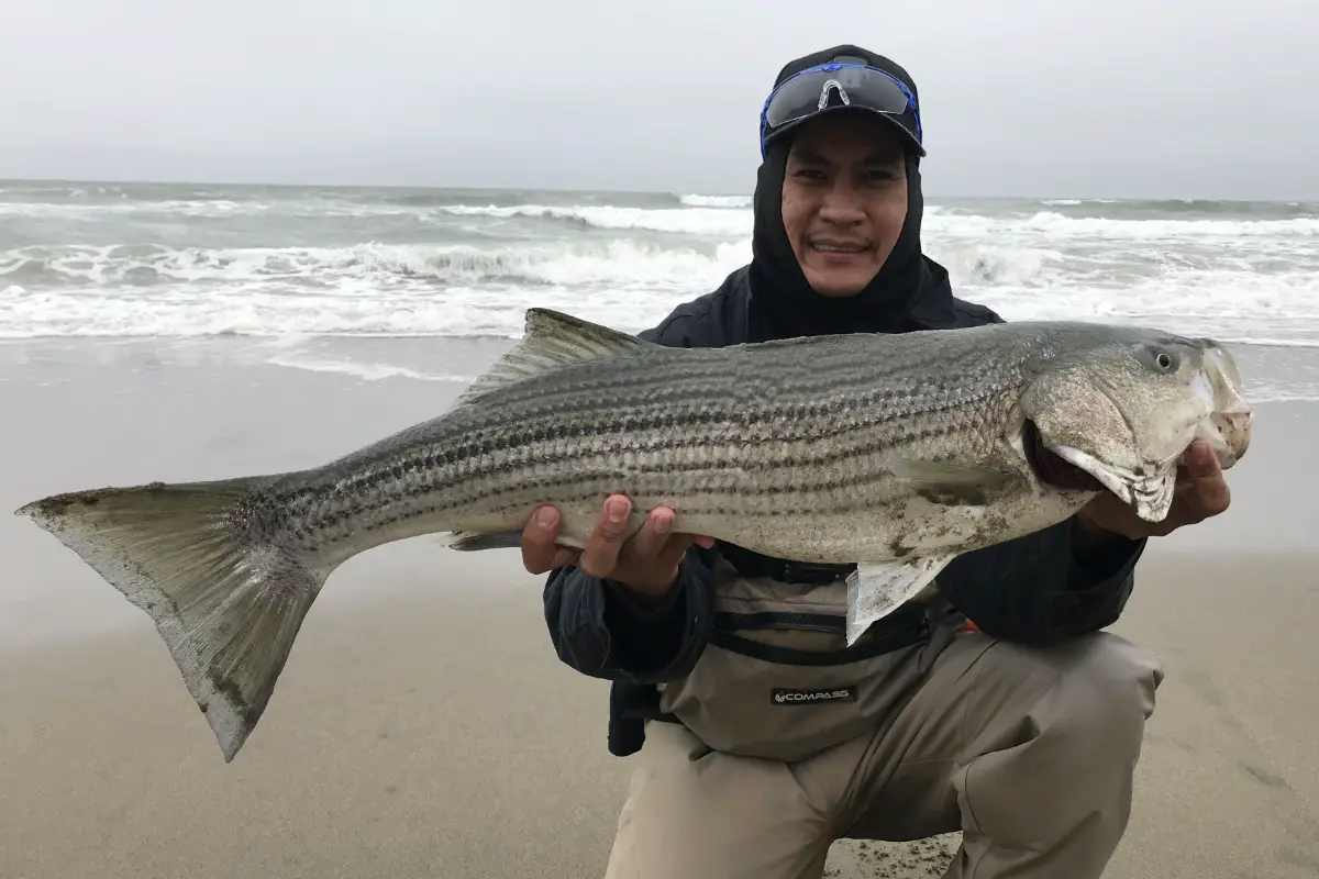 Surf Fishing for Striped Bass