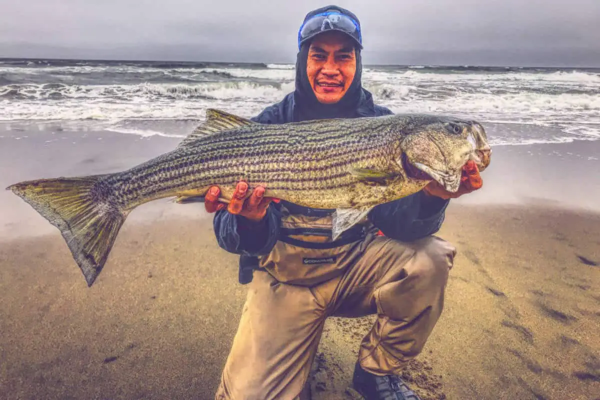 how-to-surf-fish-for-striped-bass-surfcasting-republic