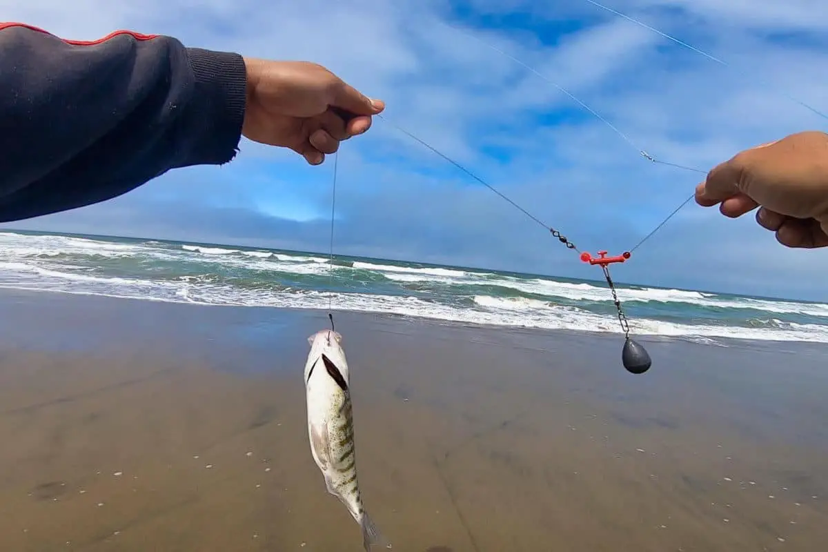 what-kind-and-size-of-sinker-for-surf-fishing-surfcasting-republic