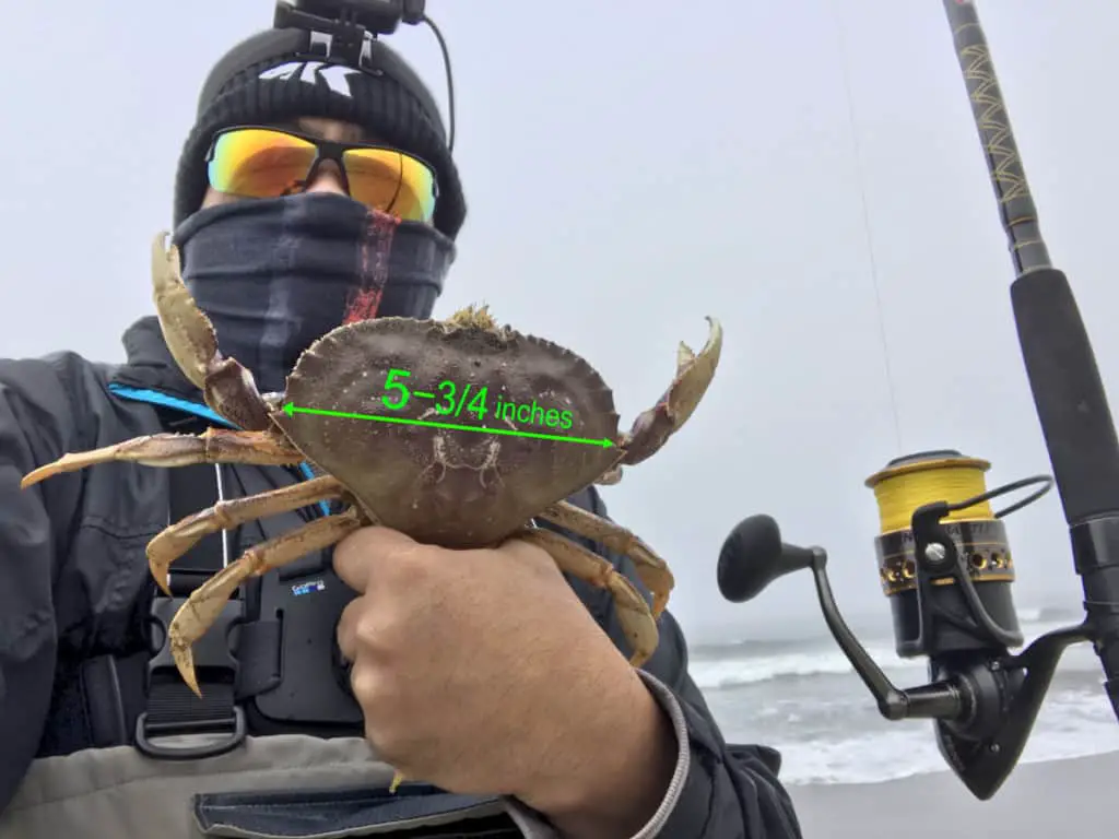 How To Catch Dungeness Crab From The Surf? A Complete Beginners Guide
