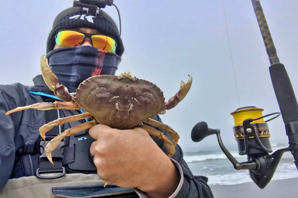 How To Catch Dungeness Crab From the Surf