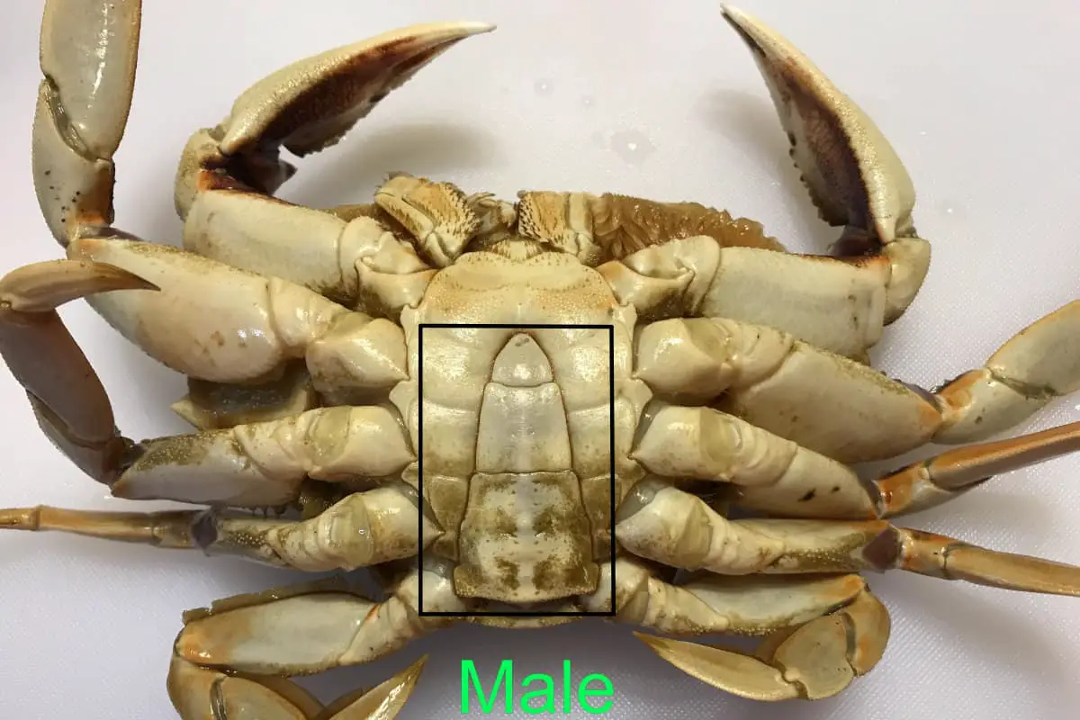 How To Catch Dungeness Crab From The Surf? A Complete Beginners Guide