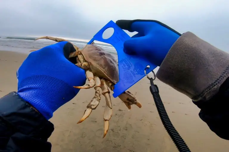 How To Catch Dungeness Crab From The Surf? A Complete Beginners Guide