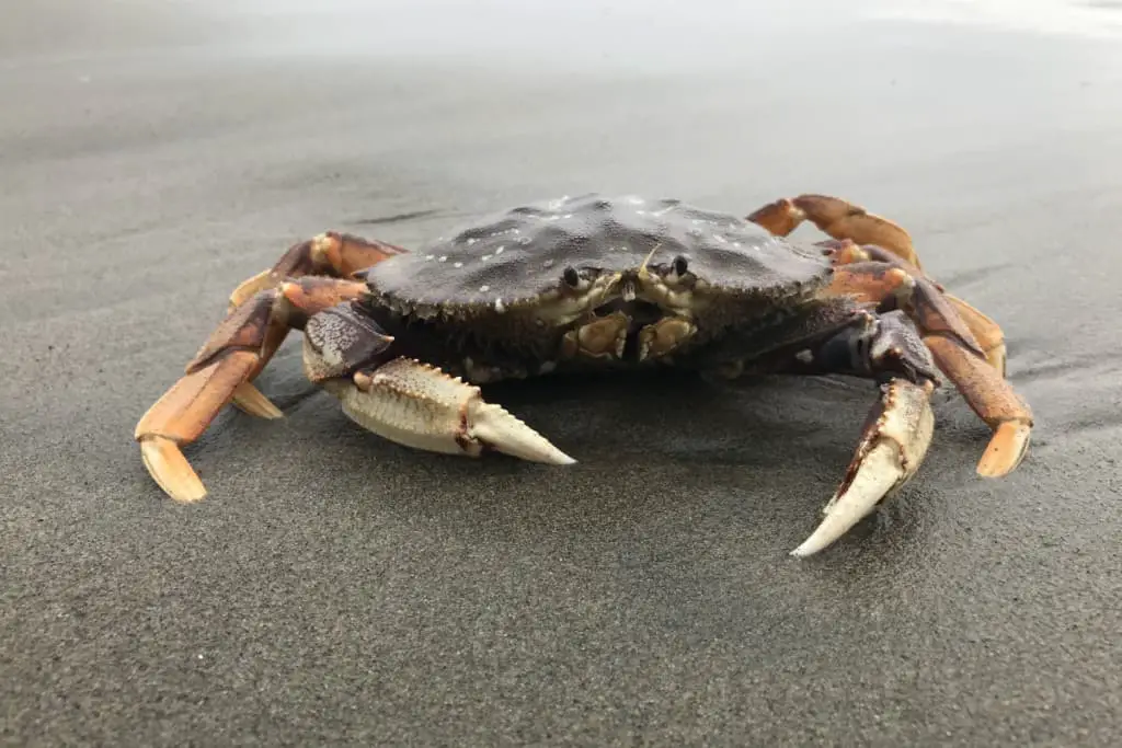 How To Catch Dungeness Crab From The Surf? A Complete Beginners Guide Surfcasting Republic