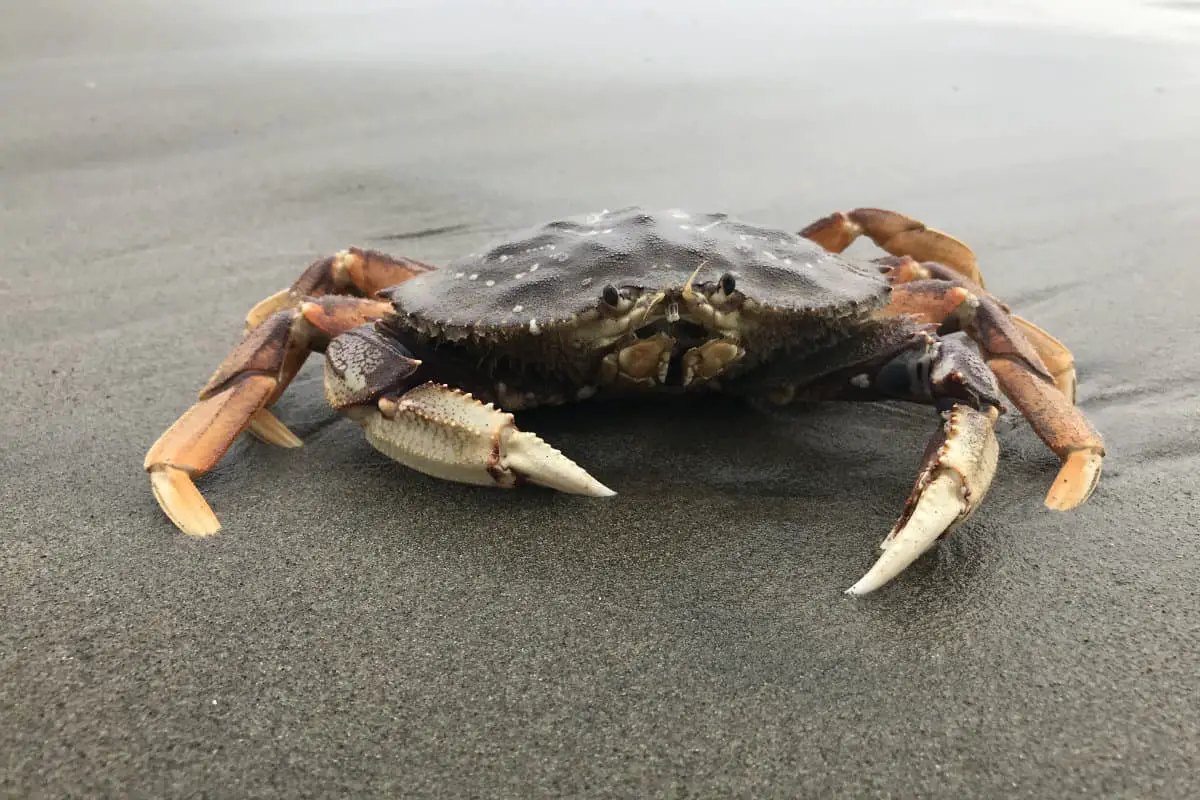 When is The Best Time to Catch Dungeness Crab?