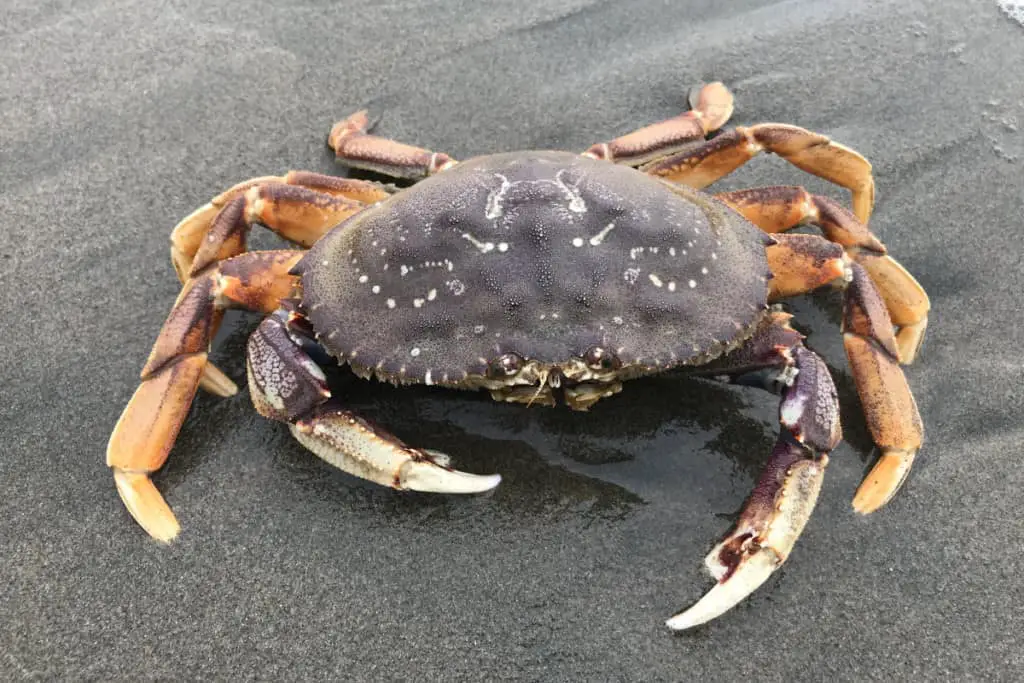How To Catch Dungeness Crab From The Surf? A Complete Beginners Guide