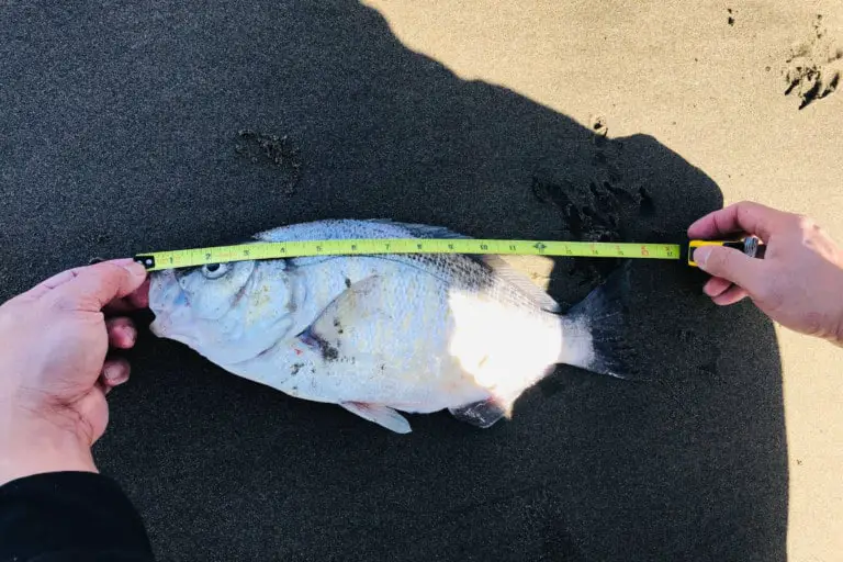 How To Surf Fish For Surf Perch? Surf Perch Fishing 101 Surfcasting