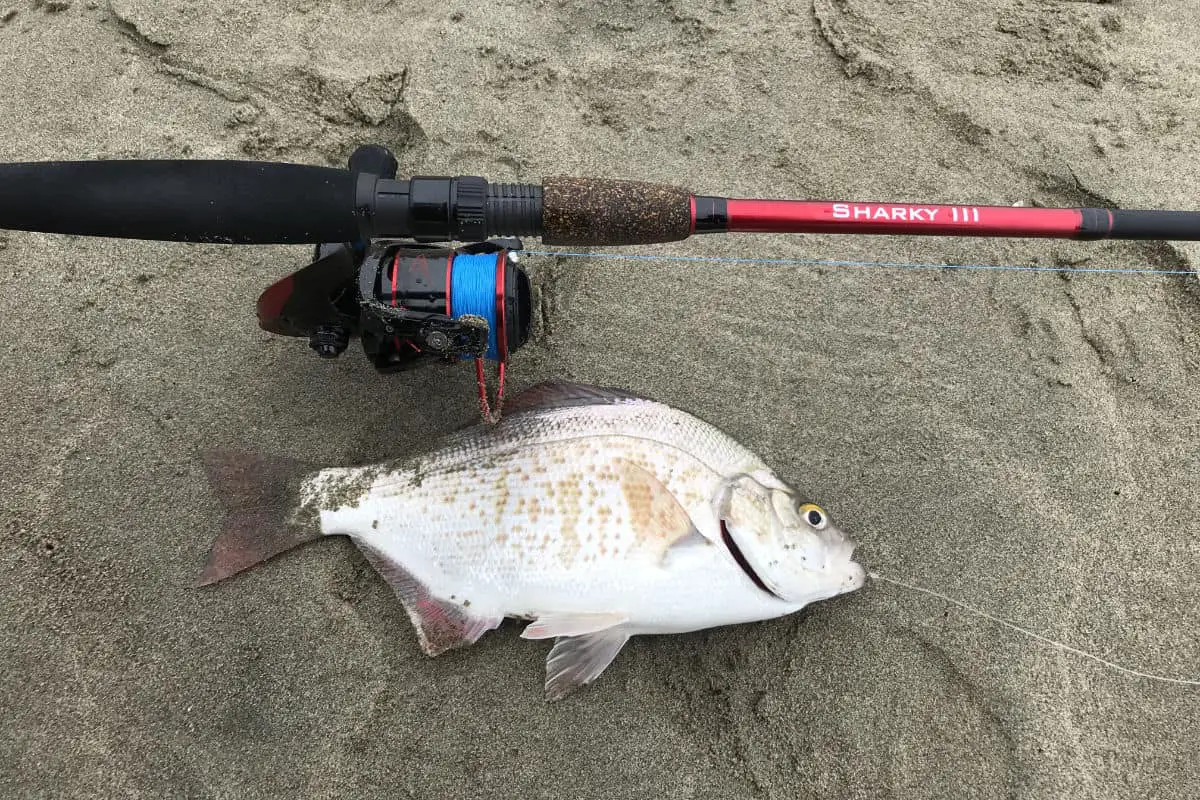 What Line Is Best For Surf Fishing?