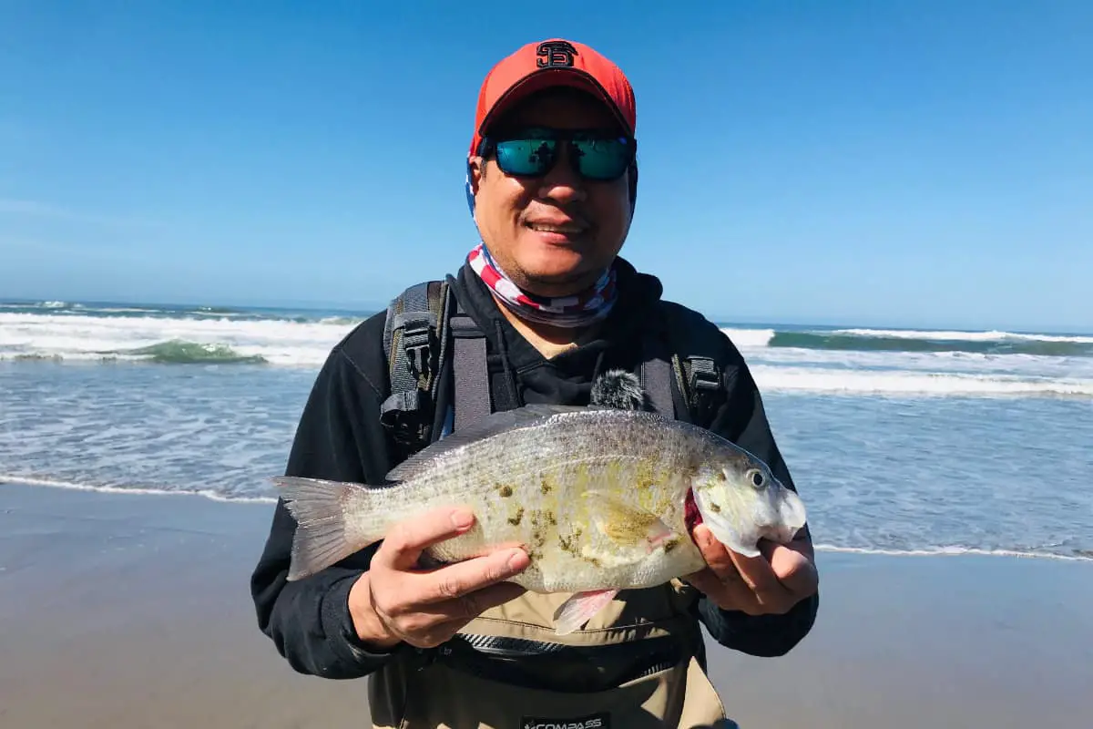 how to surf fish for surf perch?