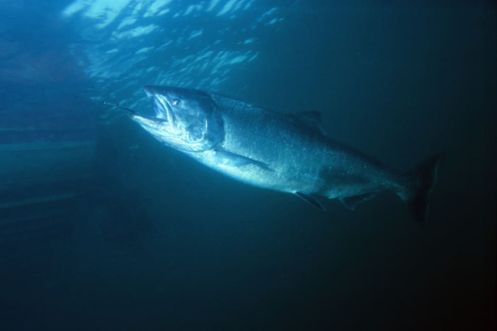 Can You Catch Salmon From The Shore? Surfcasting Republic