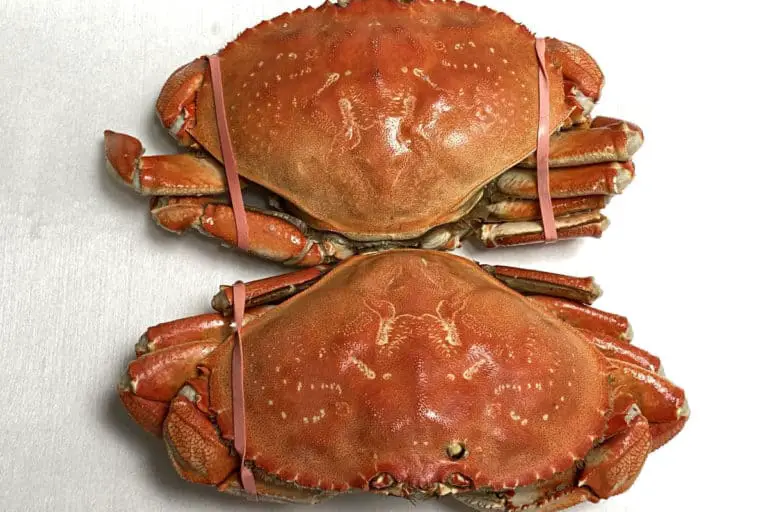 Is Dungeness Crab Safe to Eat? Surfcasting Republic