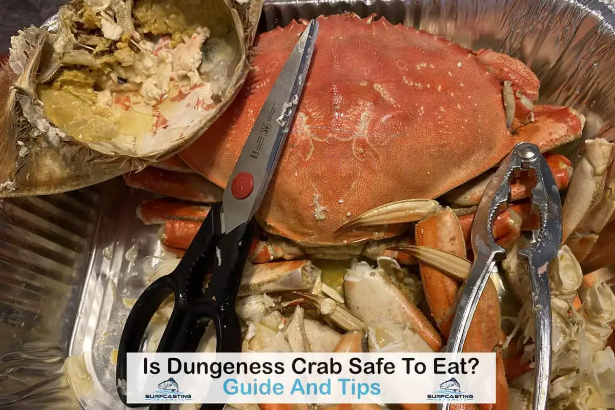 Is Dungeness Crab Safe To Eat Surfcasting Republic