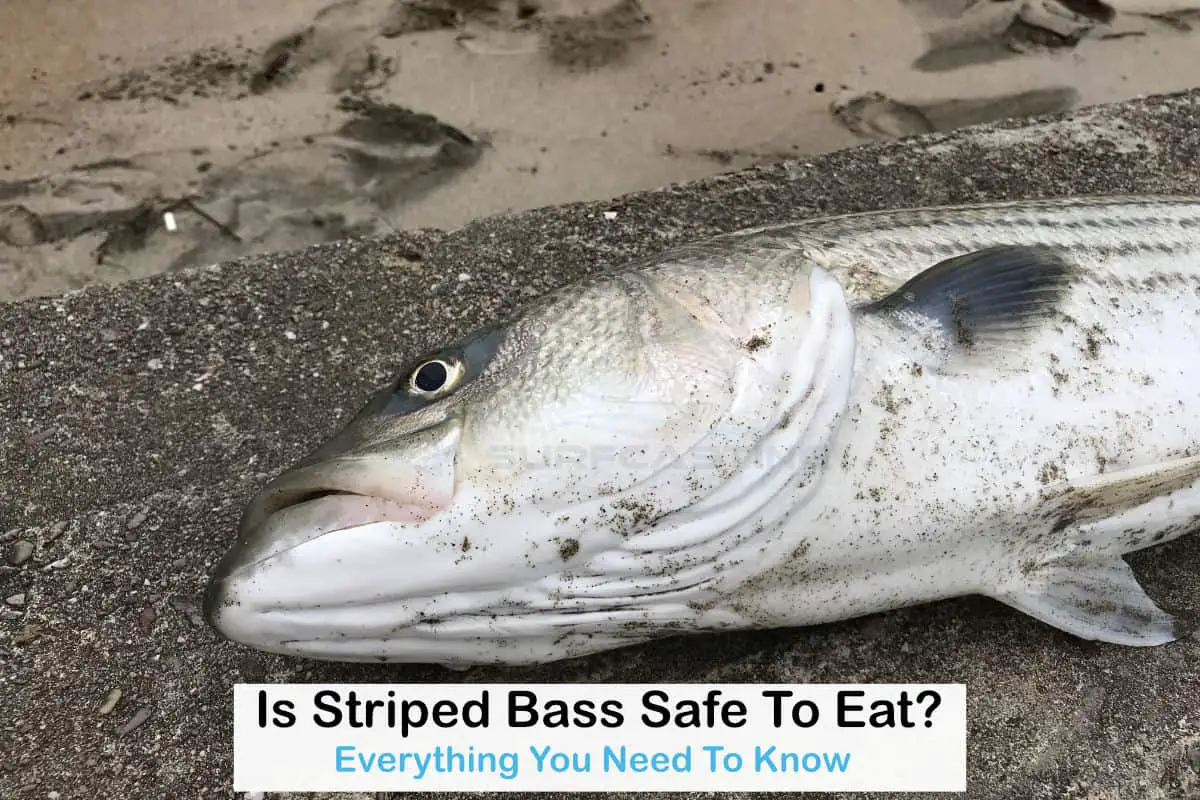 Is Striped Bass safe To Eat?