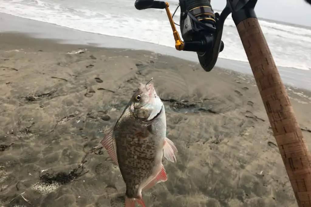 Best Surf Conditions to Catch Surfperch Tips And Guide Surfcasting