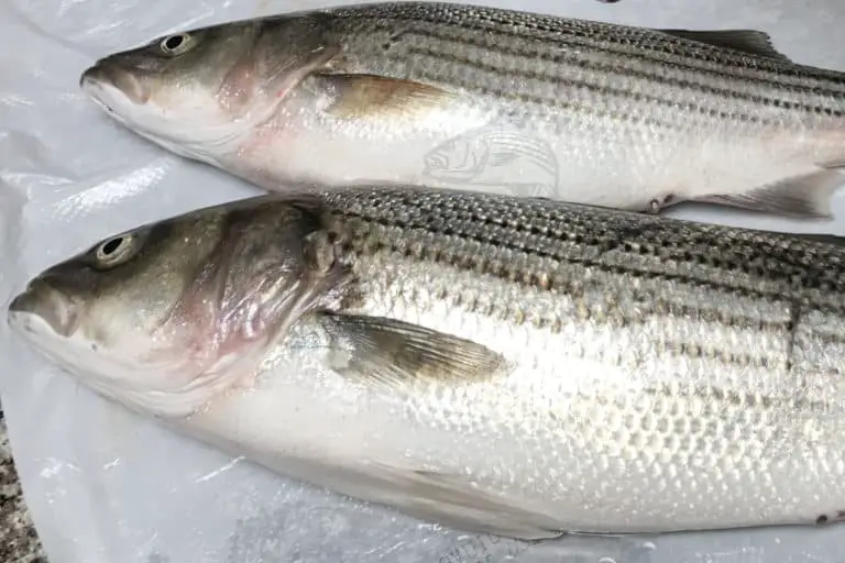 Is Striped Bass Safe to Eat? Everything You Need to Know Before Eating