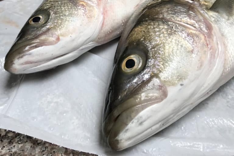 Is Striped Bass Safe to Eat? Everything You Need to Know Before Eating