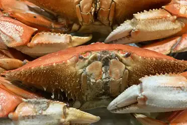 Is Dungeness Crab Safe To Eat Surfcasting Republic