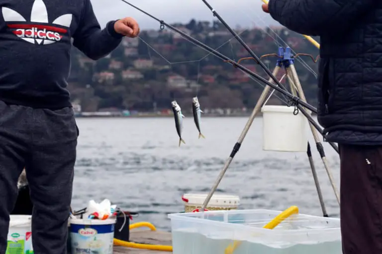 14 Best Saltwater Baits For Fishing Complete Guide And Tips on How to Catch Them Surfcasting