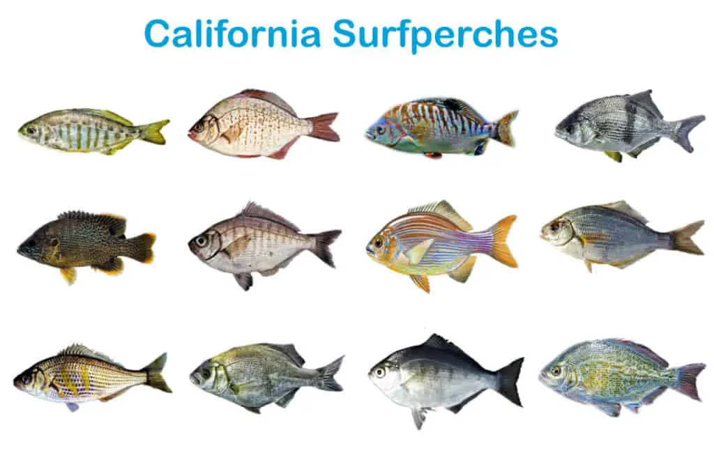 Common Types Of California Surfperches