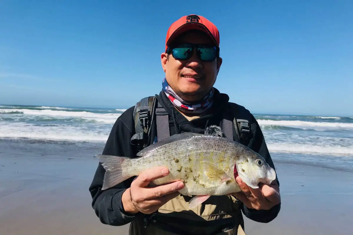 Surf Perch In California