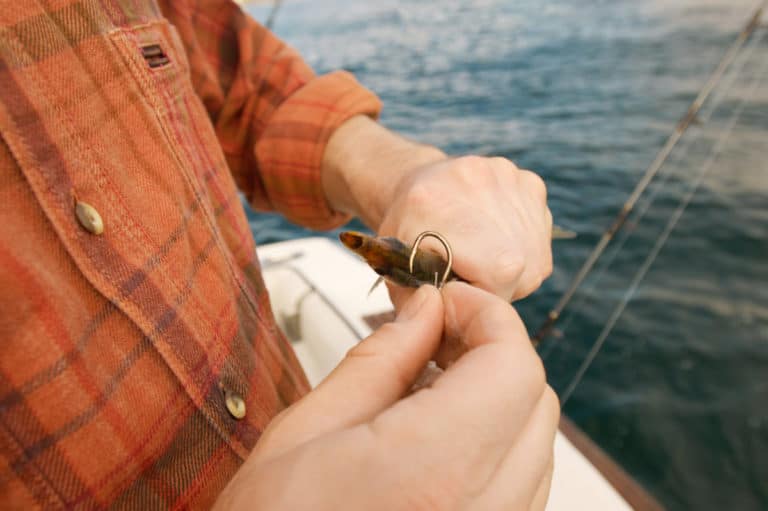 14 Best Saltwater Baits For Fishing Complete Guide And Tips on How to