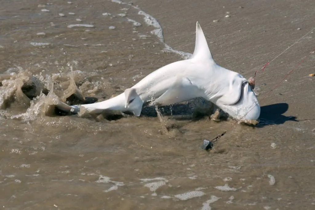 Best Shark Bait For Surf Fishing – Surfcasting Republic