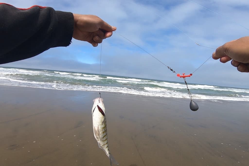 How Much Leader Should You Use for Surf Fishing? Surfcasting Republic