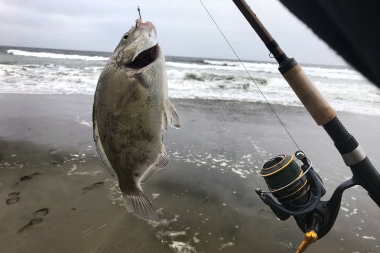 How to Surf Fish With Light Tackle? A Complete Guide. – Surfcasting ...