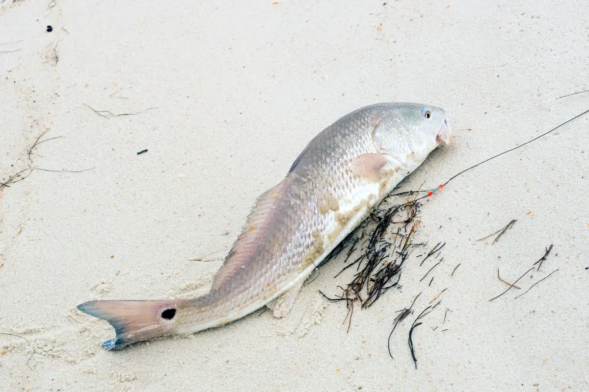 Surf Fishing For Red Drum