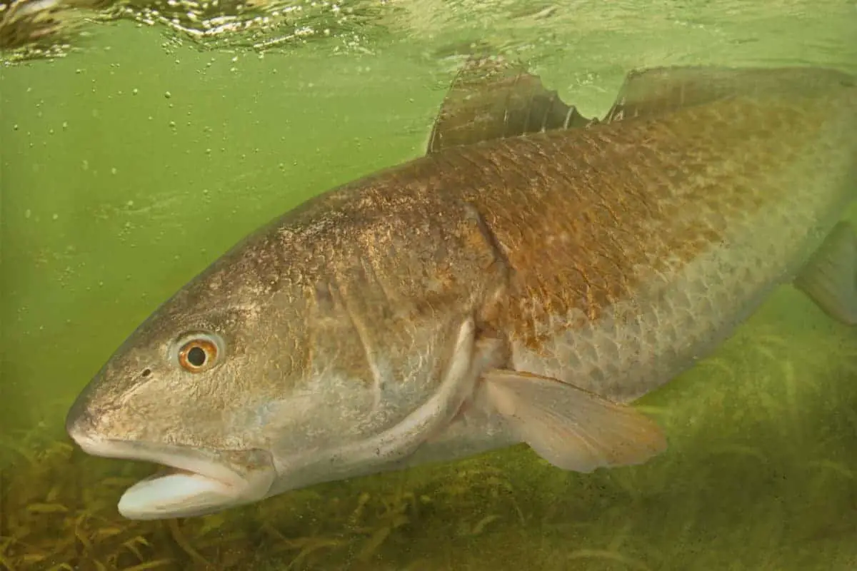 fishing planet red drum florida