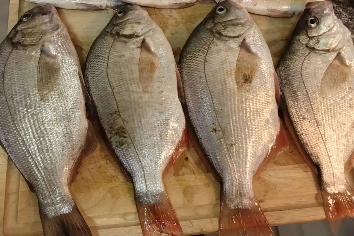 Are Surf Perch Safe to Eat? Everything You Need To Know