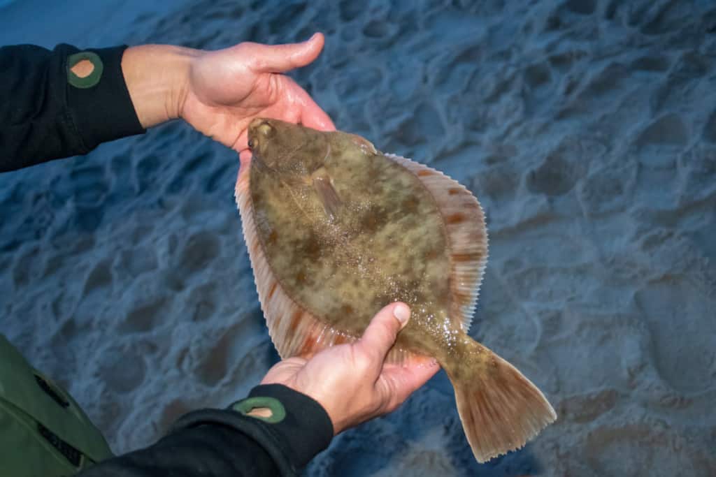 Surf Fishing for Fluke The Ultimate Guide Surfcasting Republic