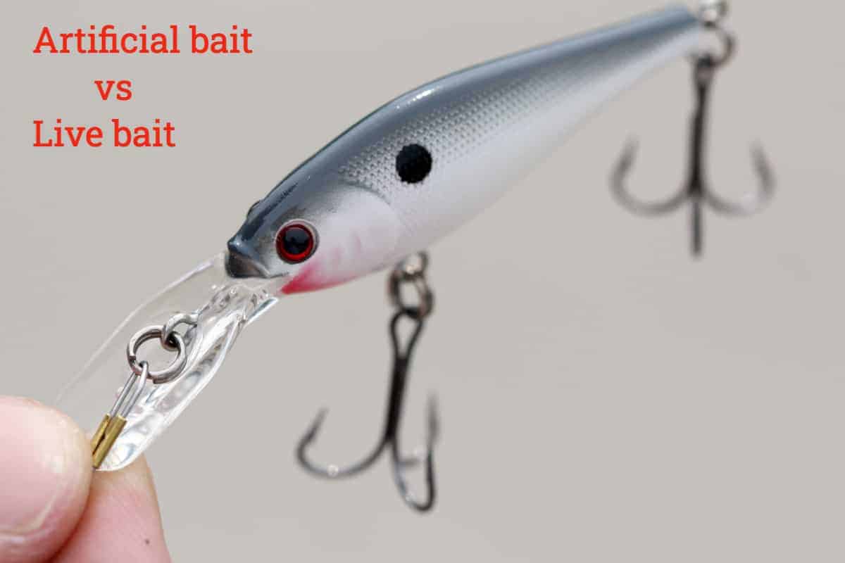 Artificial bait vs Live bait
