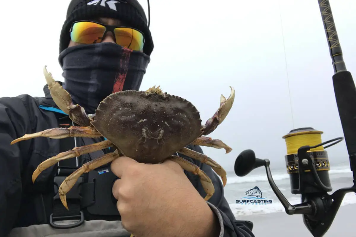 crab snaring