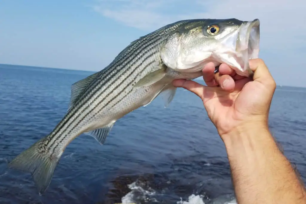 Is Striped Bass Line Shy? Surfcasting Republic
