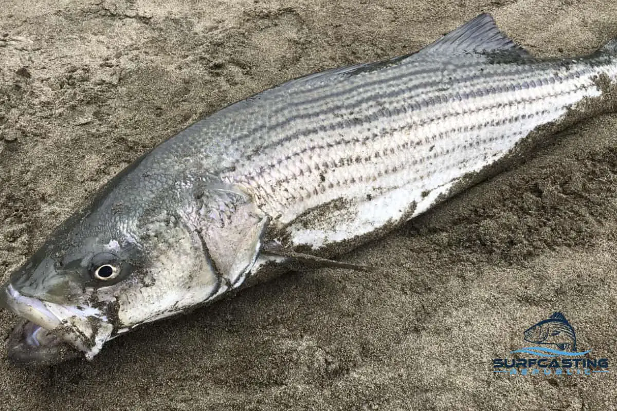 How Long Can Striped Bass Be Refrigerated?