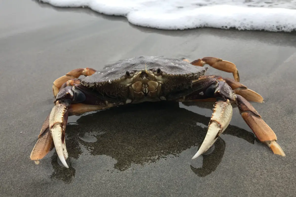 Dungeness Crab Break Your Finger